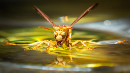 Golden/Yellow Paper Wasp drinking water