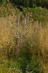 Ausgetrocknete Distelpflanze in der Landschaft