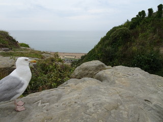 Die neugierige Möwe