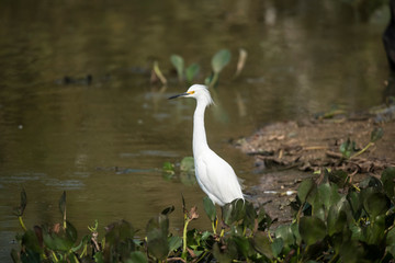  Snowy Egret in wetland environment, Pantanal,Brazil