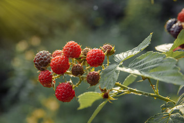 Fototapeta premium Berries ripe red and black raspberries on a branch with green leaves in the garden close up with yellow rays of sunlight from the left