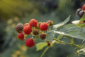 Berries ripe red and black raspberries on a branch with green leaves in the garden close up with yellow rays of sunlight from the left