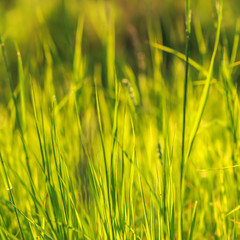 High meadow grass in the setting sun