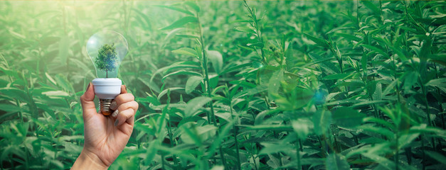 Environment and ecological concepts tree in the light bulb