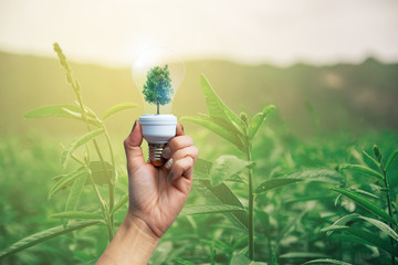 Environment and ecological concepts tree in the light bulb