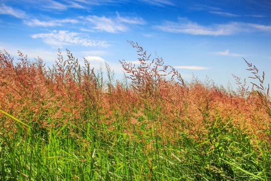 Red fescue with spikelets on the background of blue sky with clouds