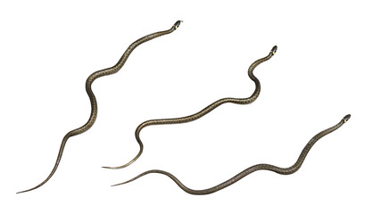 Set of snakes on isolated white background