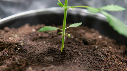 Marijuana plant at vegetation stage process. Growing cannabis indoor close-up