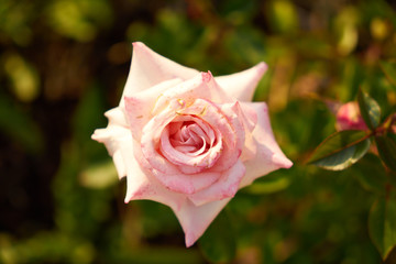 Roses Growing in the Country