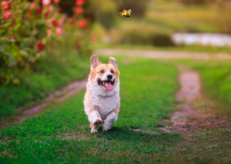 funny puppy dog red Corgi fun walking on a green flowering meadow and catches a beautiful butterfly Machaon, raising his head high