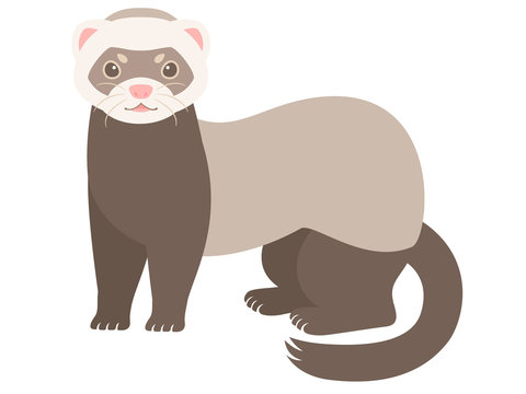 フェレット Images Browse 635 Stock Photos Vectors And Video Adobe Stock