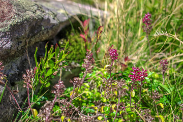 Wild thyme flowers growing on the rock in the mountains