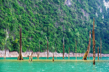 Dead tree trunks in water with green cliff background
