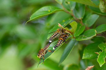 シオヤアブ　交尾　捕食