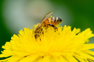 bee on a yellow flower