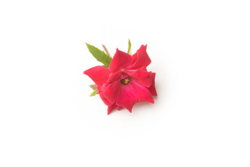 red and orange rose , petal from different angle on white back ground 