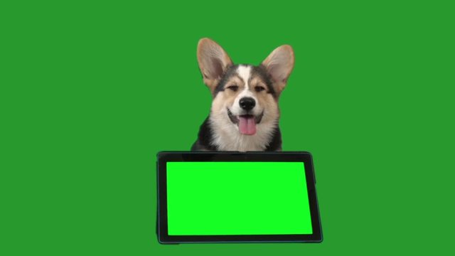 welsh corgi and electronic tablet on a green screen