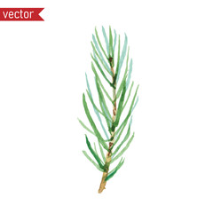 Vector watercolor spruce branch. Simple illustration of one green pine branch with needles isolated on white background.