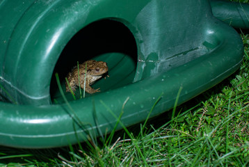 small toad hidden in a green watering can
