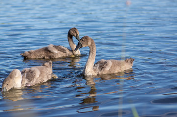 Group of swans on blue lake, largest waterfowl family, white adult, gray little swan animals