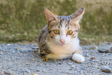 Puppy kitten cat reclining on soil floor