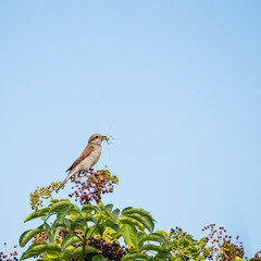 Red-backed Shrike bird with insect as prey