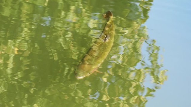 Salmon trout in a river.
