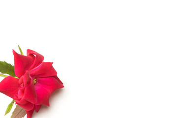 red and orange rose , petal from different angle on white back ground 