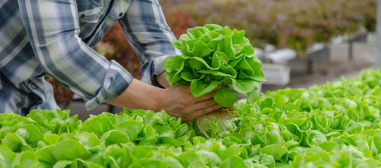 website banner. young man farmer checking fresh green oak lettuce salad, organic hydroponic vegetable in greenhouse garden nursery farm, agriculture business, organic vegetable farm, healthy concept