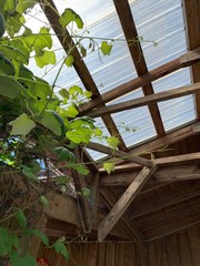 old house in the forest