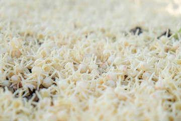 Meranti blossom flower falling on floor