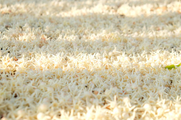 Meranti blossom flower falling on floor