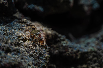 Marbled Rock Crab, Pachygrapsus Marmoratus. Crab Sitting On Rocks Near Sea Or Ocean At The Beach.