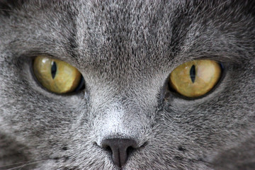 portrait of a scottish fold gray cute cat