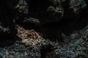 crab walking on the rocks near sea or ocean at the beach. Marbled Rock Crab, Pachygrapsus marmoratus