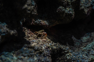 Marbled Rock Crab, Pachygrapsus Marmoratus. Crab Sitting On Rocks Near Sea Or Ocean At The Beach.