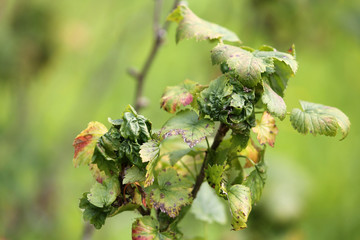 Twisted leaves of currant. Symptoms of currant leaf damage by blackcurrant aphid or Aphis schneideri