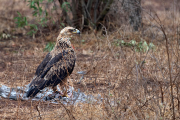 tawny eagle in kruger park south africa