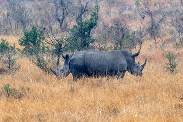 rhino face opposite kruger park south africa
