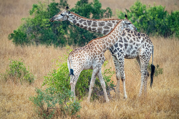 giraffe in kruger park south africa