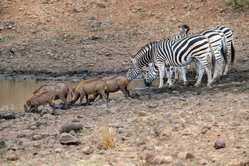 zebra and warthog at the pool in kruger park south africa