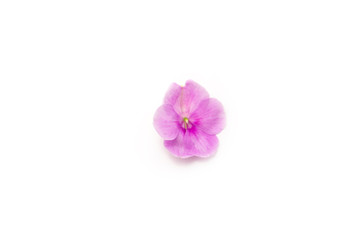 Obraz premium pansy rose sun flower in purple , red white on white back ground 