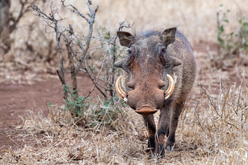 warthog in kruger park south africa