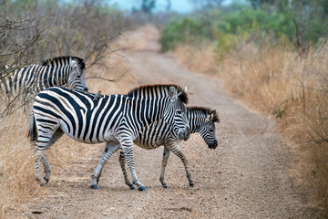 zebra crossing  in kruger park south africa