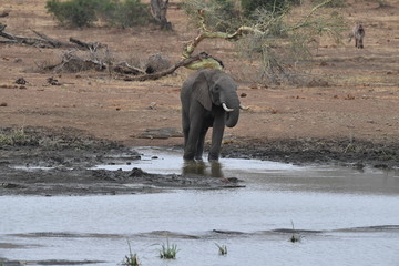 elephant  drinking at the pool in kruger park south africa