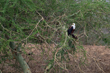 bald eagle in kruger park south africa