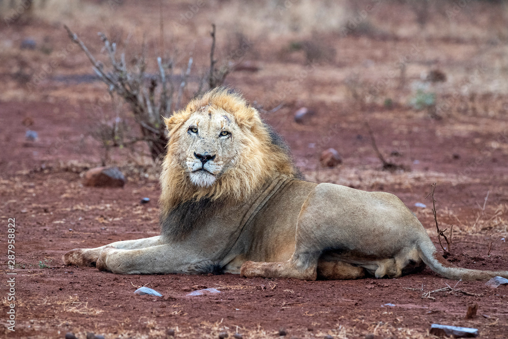 Wall mural male lion in kruger park south africa