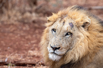 male lion in kruger park south africa