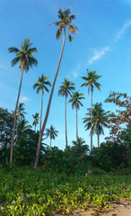 Philippines. palm trees on the sea