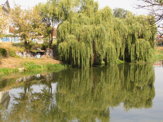reflection of trees in water